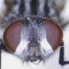 Musca autumnalis